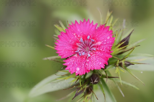 Bearded carnation or garden sweet william (Dianthus barbatus), flower, ornamental plant, North