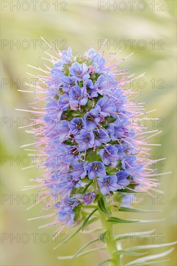 Magnificent viper's bugloss (Echium nervosum, Echium fastuosum), inflorescence, native to Madeira,