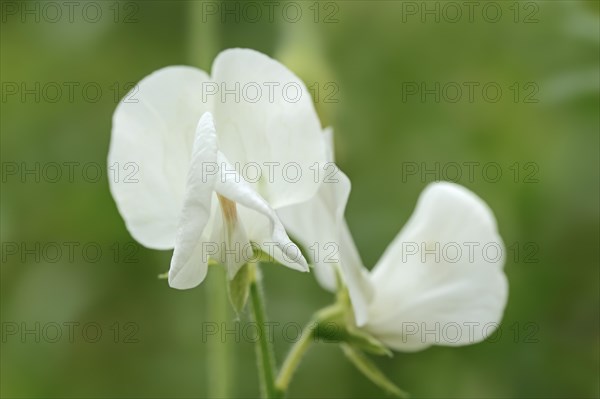 Sweet pea 'White Supreme' (Lathyrus odoratus), flower, ornamental plant, North Rhine-Westphalia,