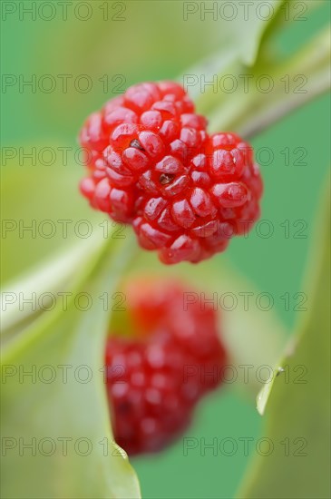 Strawberry spinach (Chenopodium foliosum, Blitum virgatum), fruit, vegetable and ornamental plant,