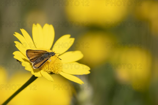 Large skipper butterfly (Ochlodes sylvanus) adult feeding on a Corn marigold flower in summer,