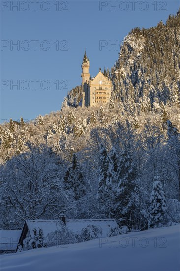 Neuschwanstein Castle, Schwangau near Fuessen, Allgaeu, Bavaria, Germany, Fuessen, Bavaria,
