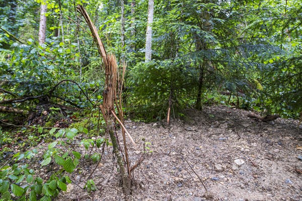Natural landscape and vegetation in the Eistobel, in the nature reserve of the same name near