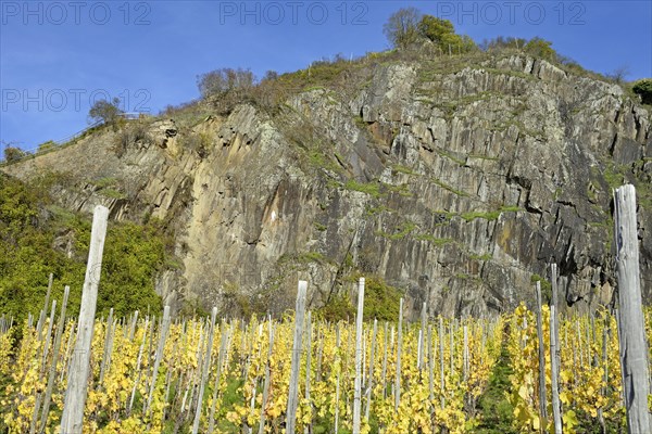 View of autumnal vineyards in front of a high rock face, blue sky, Moselle, Rhineland-Palatinate,