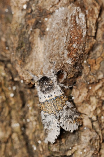 Sallow kitten moth (Furcula furcula), freshly hatched butterfly and cocoon, North Rhine-Westphalia,