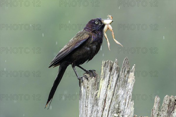Common grackle (Quiscalus quiscula) bringing a frog to the nest to feed the babies. La Mauricie