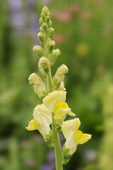 Large snapdragon or garden common snapdragon (Antirrhinum majus), flowers, ornamental plant, North