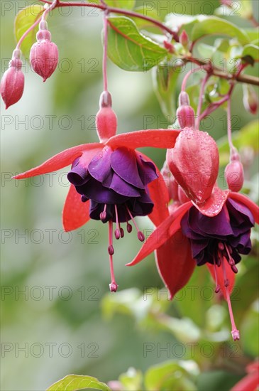Fuchsia 'Royal Velvet' (Fuchsia hybride), flowers, ornamental plant, North Rhine-Westphalia,