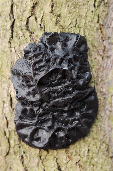 Warty glandular or warty black glandular (Exidia nigricans, Exidia plana), North Rhine-Westphalia,