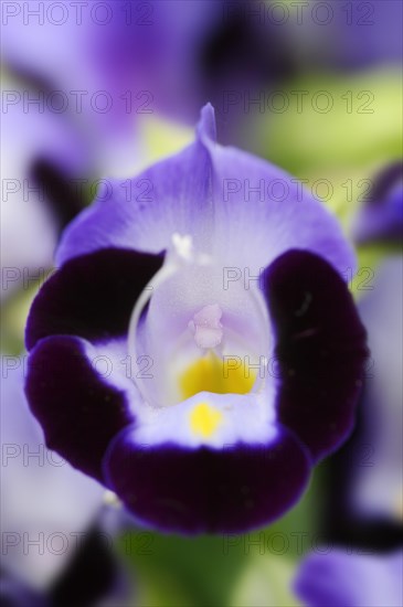 Bluewings (Torenia fournieri), flower, native to Vietnam, ornamental plant, North Rhine-Westphalia,