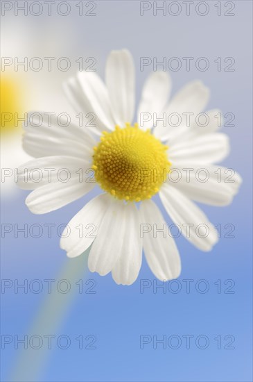 Chamomile (Matricaria recutita, Matricaria chamomilla), flower, medicinal plant, North