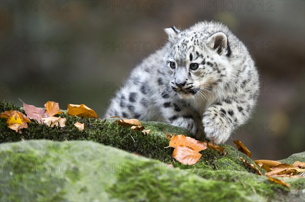 A snow leopard young chewing on a leaf while sitting on a moss-covered rock, Snow leopard, (Uncia