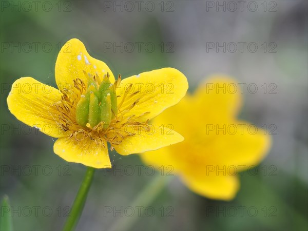 Marsh marigold (Caltha palustris), macro photograph with focus stacking, Leoben, Styria, Austria,