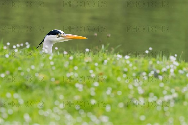 Grey heron (Ardea cinerea) peeping out between grass and white flowers, animal portrait, Hesse,