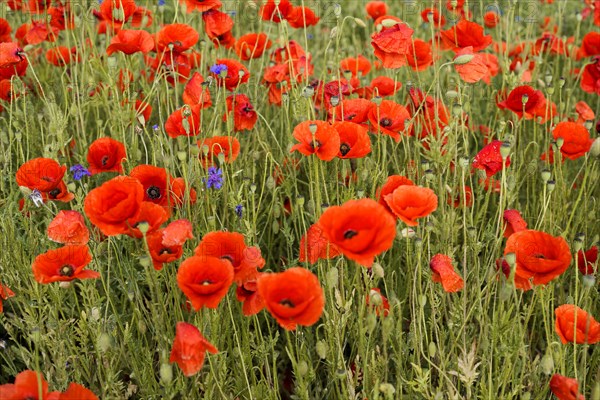 Poppy flowers (Papaver rhoeas), Baden-Wuerttemberg, A cluster of poppies emphasises the vivid red