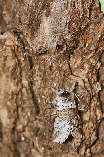 Sallow kitten moth (Furcula furcula), freshly hatched butterfly and cocoon, North Rhine-Westphalia,