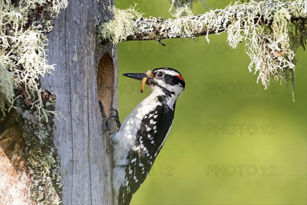 Hairy woodpecker (Leuconotopicus villosus), female bringing a caterpillar to feed the babies, La