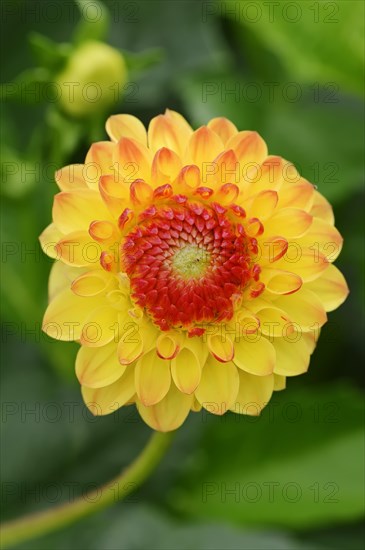 Dahlia 'Yellow Jewel' (Dahlia Hybride), flower, ornamental plant, North Rhine-Westphalia, Germany,