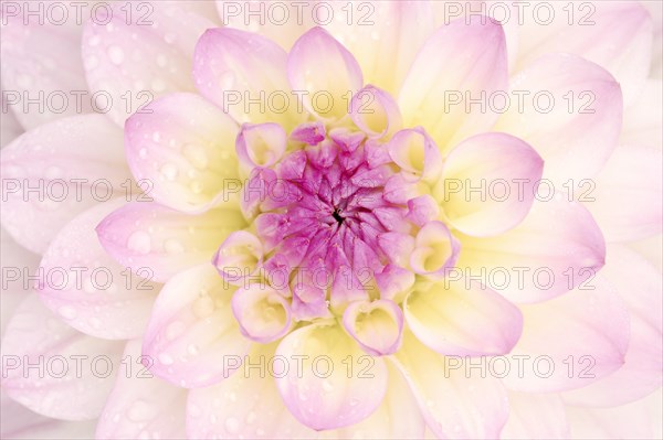 Decorative dahlia 'El Paso' (Dahlia Hybride), detail of the flower, ornamental plant, North