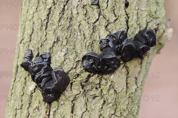 Warty glandular or warty black glandular (Exidia nigricans, Exidia plana), North Rhine-Westphalia,