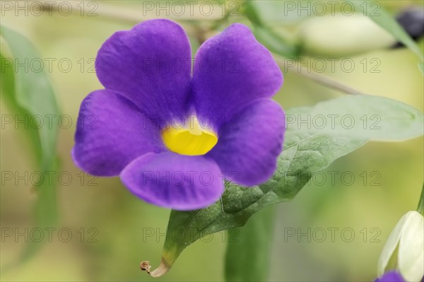 Bush clockvine (Thunbergia erecta), flower, native to Africa, ornamental plant, North