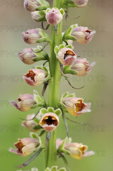 Rusty foxglove (Digitalis ferruginea), flowers, ornamental plant, North Rhine-Westphalia, Germany,
