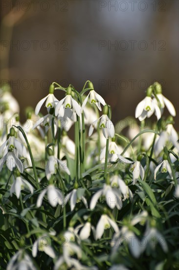 Snowdrops in late winter in the Hunsrueck near Niederwoerresbach, Rhineland-Palatinate, Germany,