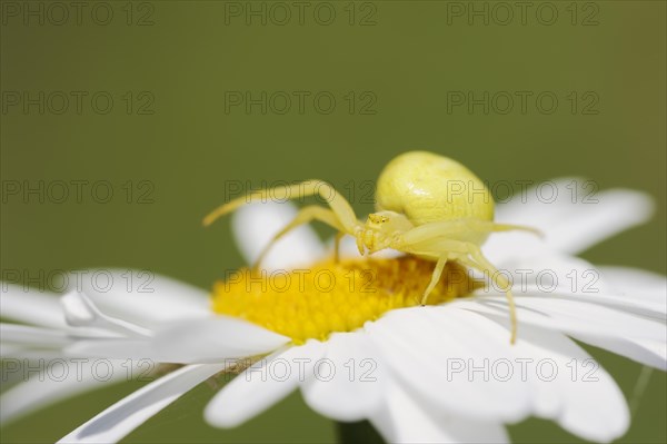 Goldenrod crab spider (Misumena vatia), female on the flower of a daisy (Leucanthemum vulgare,