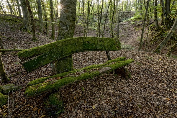 Weathered, rotten and mossy bench made of rough wooden planks, autumn leaves, sun star, beech