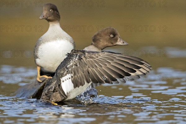 Goldeneye (bucephala clangula), female flapping wings, Gaspesie conservation park, province of