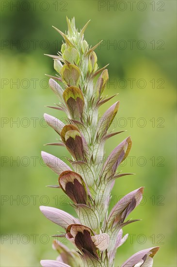 Balkan bear's paw (Acanthus hungaricus, Acanthus balcanicus), ornamental plant, North
