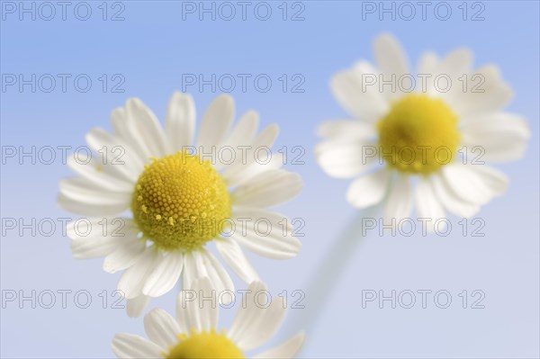 Chamomile (Matricaria recutita, Matricaria chamomilla), flowers, medicinal plant, North