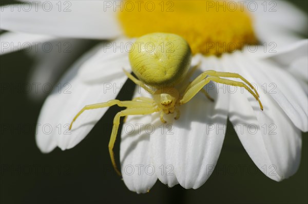 Goldenrod crab spider (Misumena vatia), female on the flower of a daisy (Leucanthemum vulgare,