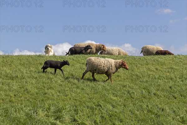 Sheepdog guarding sheep, lambs, shepherd dog, Elbe dyke near Bleckede, Lower Saxony, Germany,