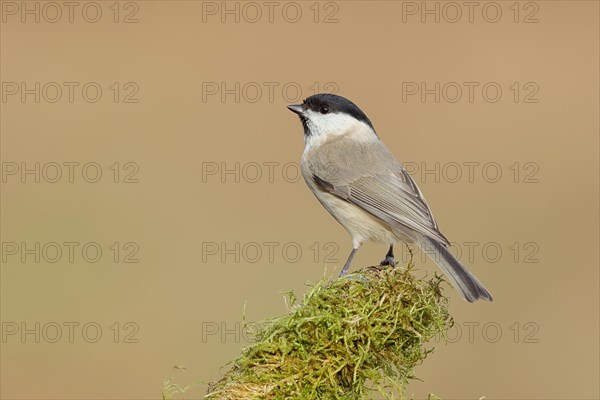 Marsh tit (Parus palustris) on a branch overgrown with moss, Siegerland, North Rhine-Westphalia,