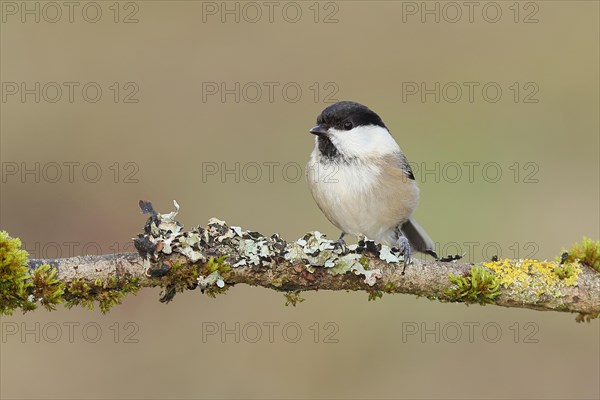Willow Tit (Parus montanus) sitting on a branch overgrown with moss and lichen, Wilnsdorf, North