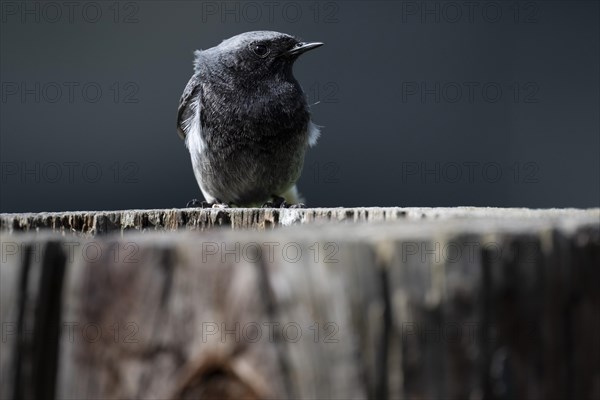 Black redstart (Phoenicurus ochruros), young bird, sitting on a tree trunk, Stuttgart,