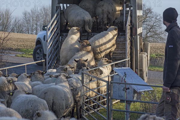 Black-headed domestic sheep (Ovis gmelini aries) being loaded into a double-decker livestock
