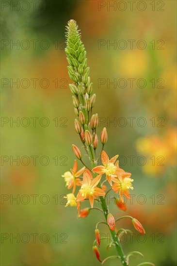 Cattail plant or stilt bulbine (Bulbine frutescens, Anthericum frutescens), inflorescence, native