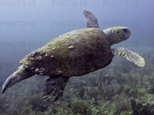 Loggerhead sea turtle (Caretta caretta), dive site Breakers, Palm Beach, Florida, USA, North