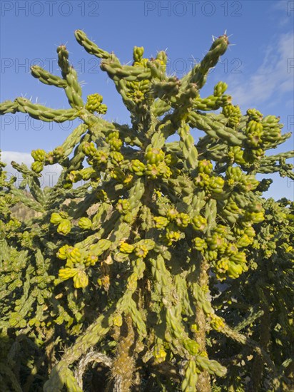 A large green cactus under a blue sky in natural sunlight, prickly pear, Valtierra, Navarra, Spain,