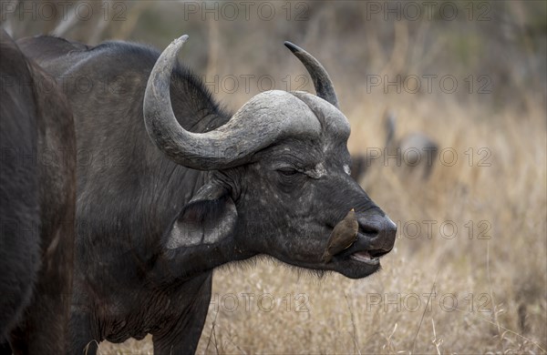 African buffalo (Syncerus caffer caffer) with yellowbill oxpecker (Buphagus africanus), in dry