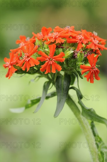 Burning love or scarlet campion (Lychnis chalcedonica, Silene chalcedonica), inflorescence,