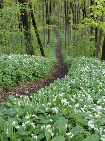 Hiking trail through the ramson (Allium ursinum) in spring through the beech forest, Teutoburg