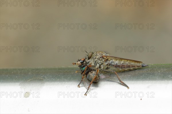 Robber fly, golden-tabbed robber fly (Eutolmus rufibarbis) eats a renewed fly, Wilnsdorf, North