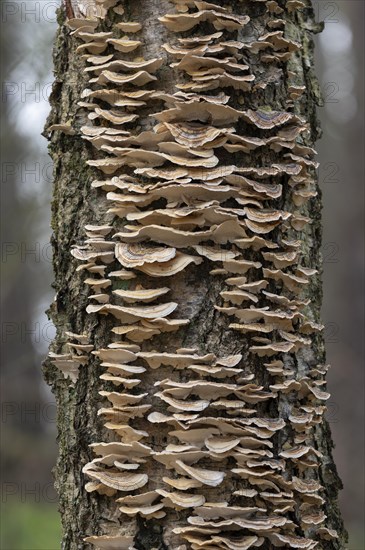 Butterfly tramete (Trametes versicolor), many fruiting bodies on a dead birch (Betula), Lower