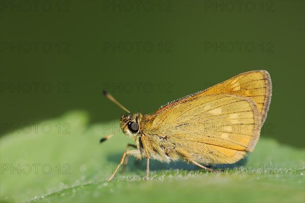 Rusty-coloured Fritillary (Ochlodes sylvanus, Augiades sylvanus), North Rhine-Westphalia, Germany,