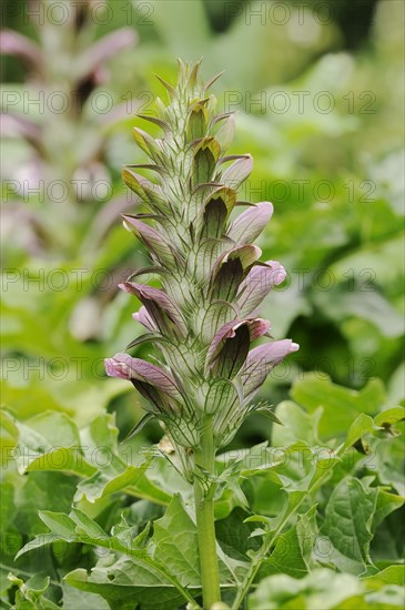 Balkan bear's paw (Acanthus hungaricus, Acanthus balcanicus), ornamental plant, North
