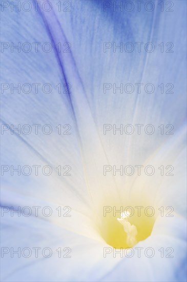Three-colored morning glory (Ipomoea tricolor), detail of the flower, native to Mexico, ornamental
