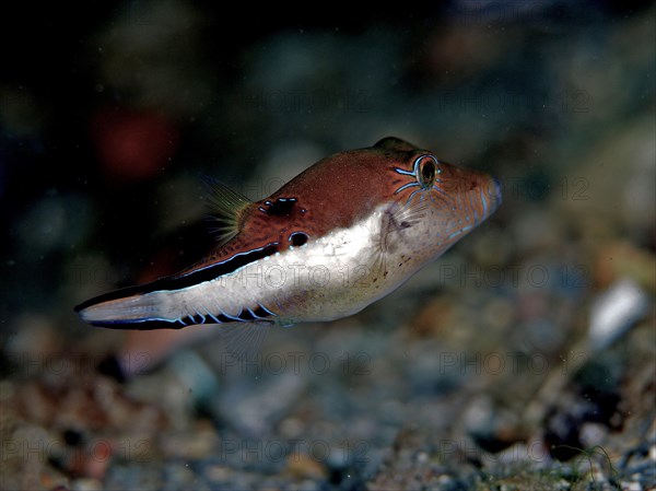 Pufferfish (Canthigaster rostrata), dive site Blue Heron Bridge, Phil Foster Park, Riviera Beach,